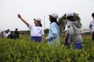 みんなでお茶摘み体験!!