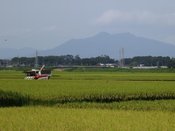 現在の飯沼新田耕地