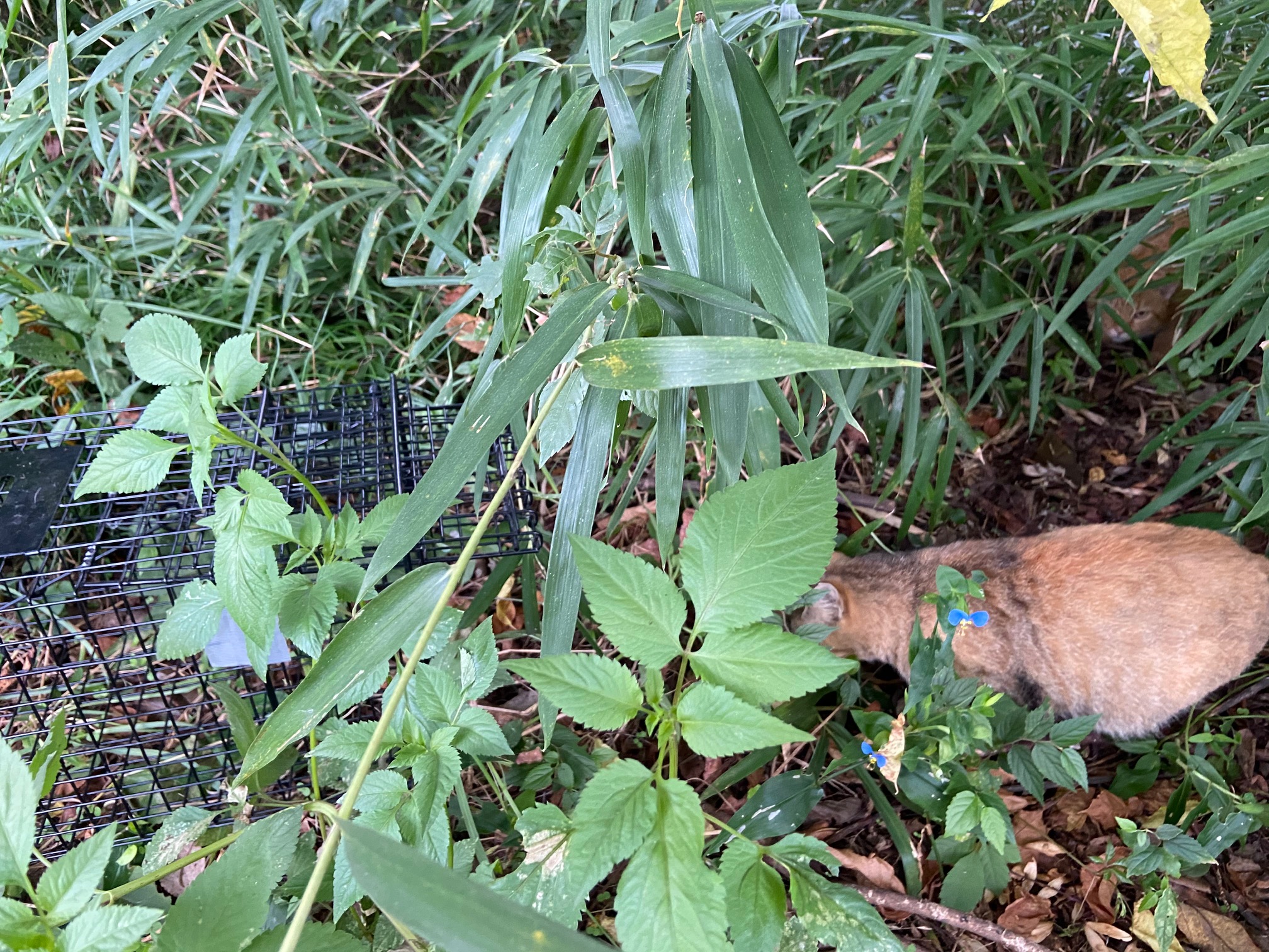 地域猫捕獲の様子