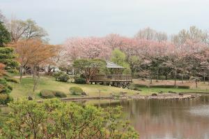 八坂公園池と桜