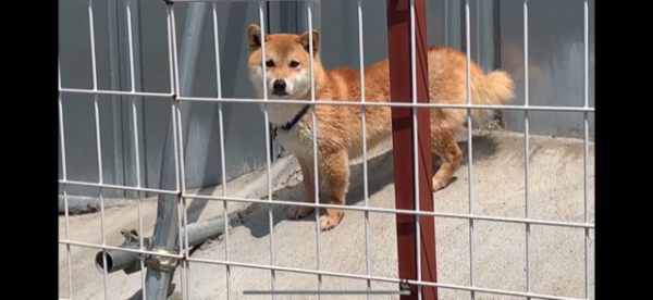 20220722_内野山犬1