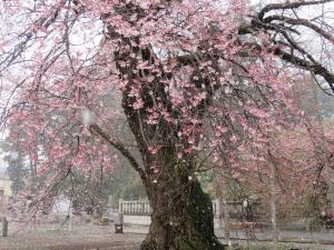 桜に降る雪