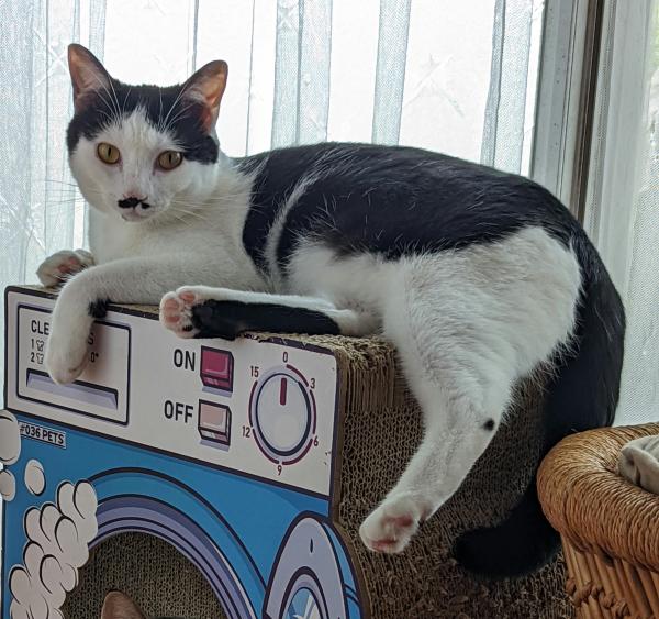 20230518_長谷猫