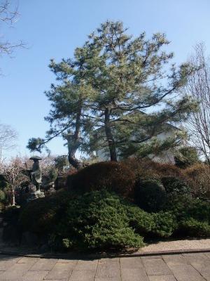 西念寺の松