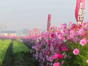 霧に潤う応援花