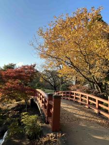 紅葉の八坂