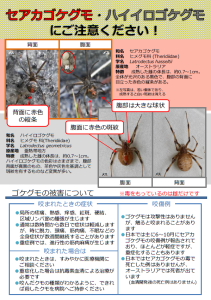 p1セアカゴケグモ・ハイイロゴケグモにご注意ください！（環境省）