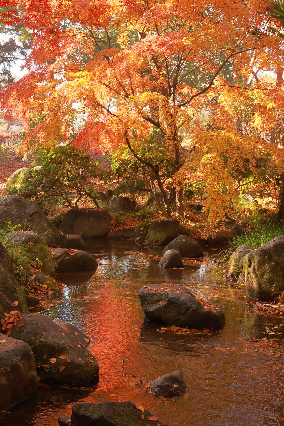 【優秀賞】錦秋の八坂公園