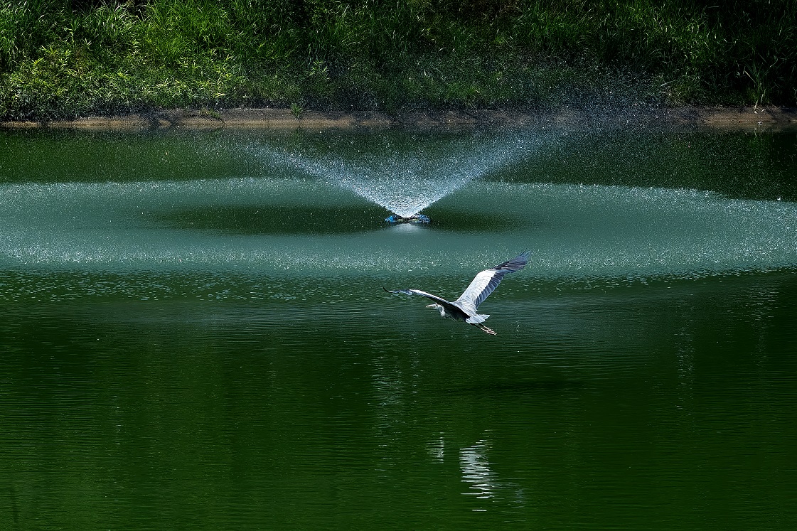 【特賞】盛夏の瞬き