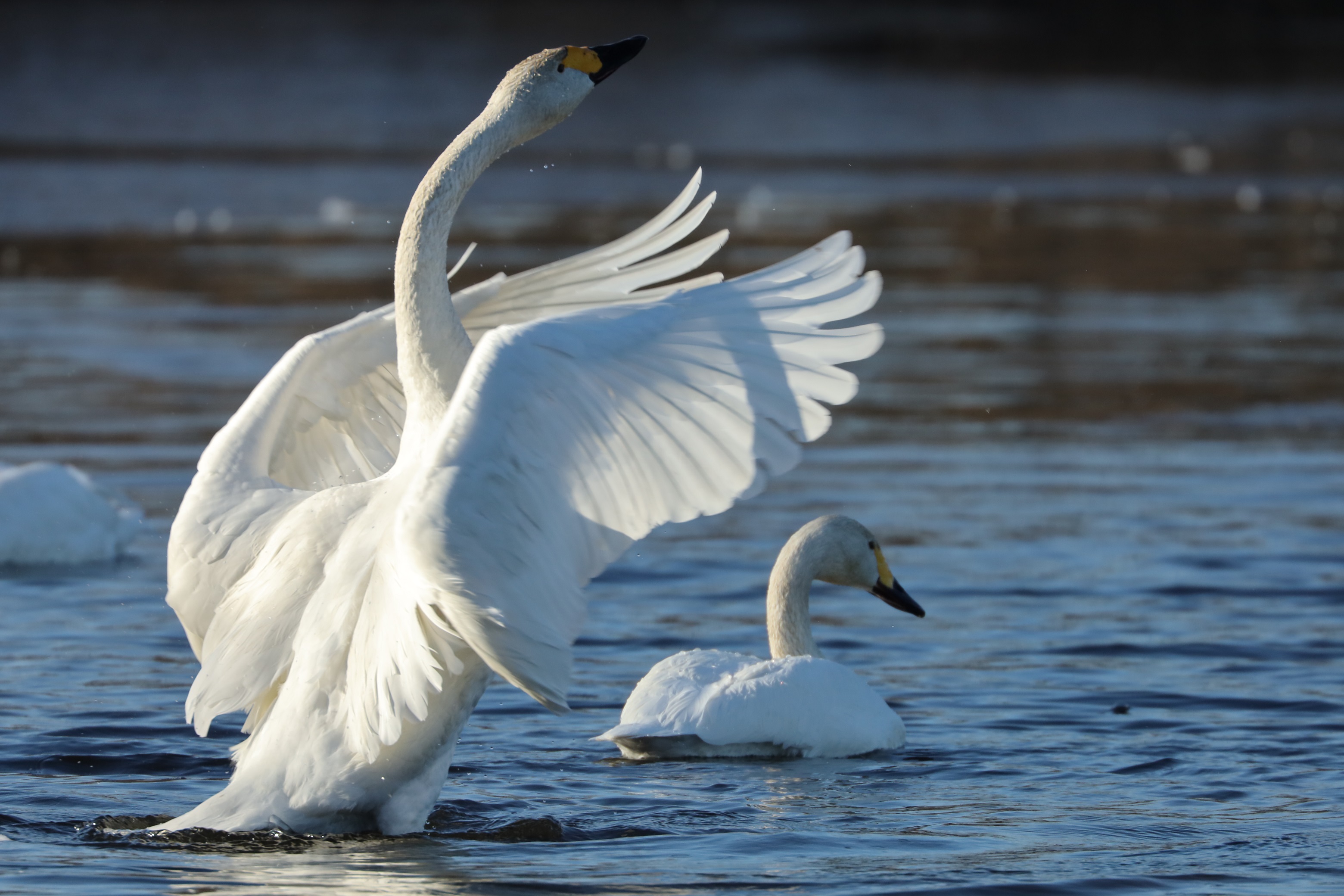 【入賞】つとめて舞う