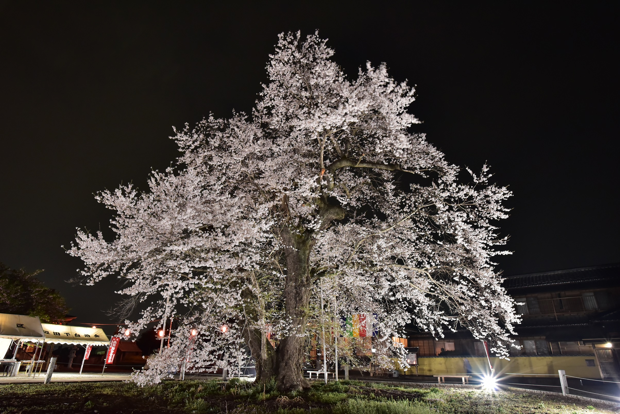【佳作】ライトアップ！歓喜寺の桜