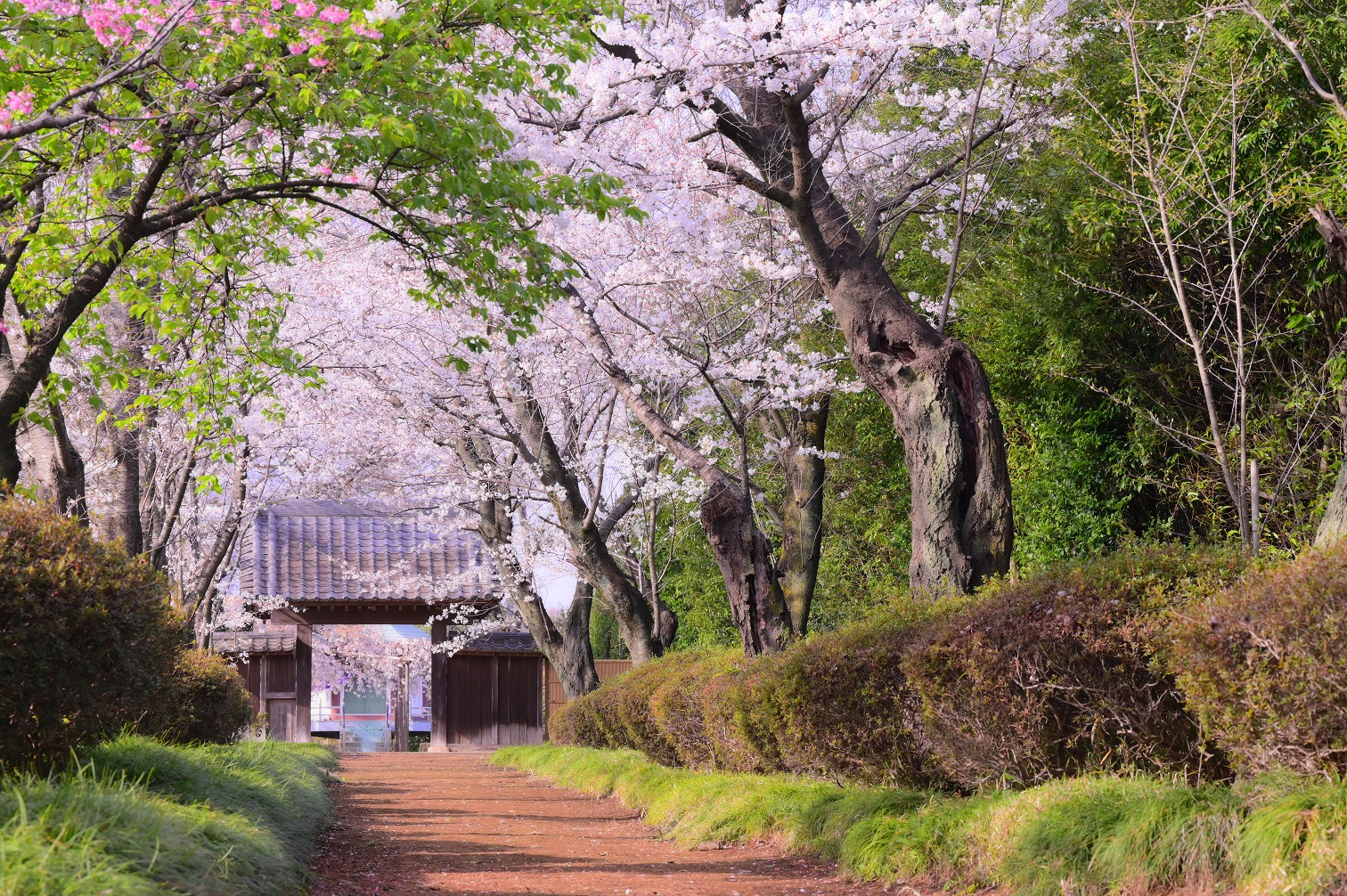 【佳作】春うらら