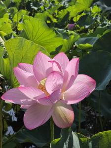 20260726_八坂公園大賀ハス(1)