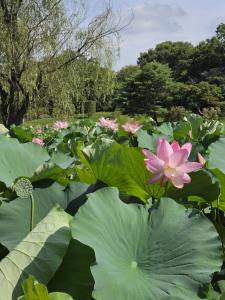 20260726_八坂公園大賀ハス(2)