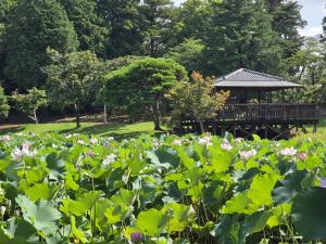 20260726_八坂公園大賀ハス(3)