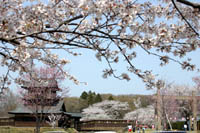 逆井城跡公園のさくら